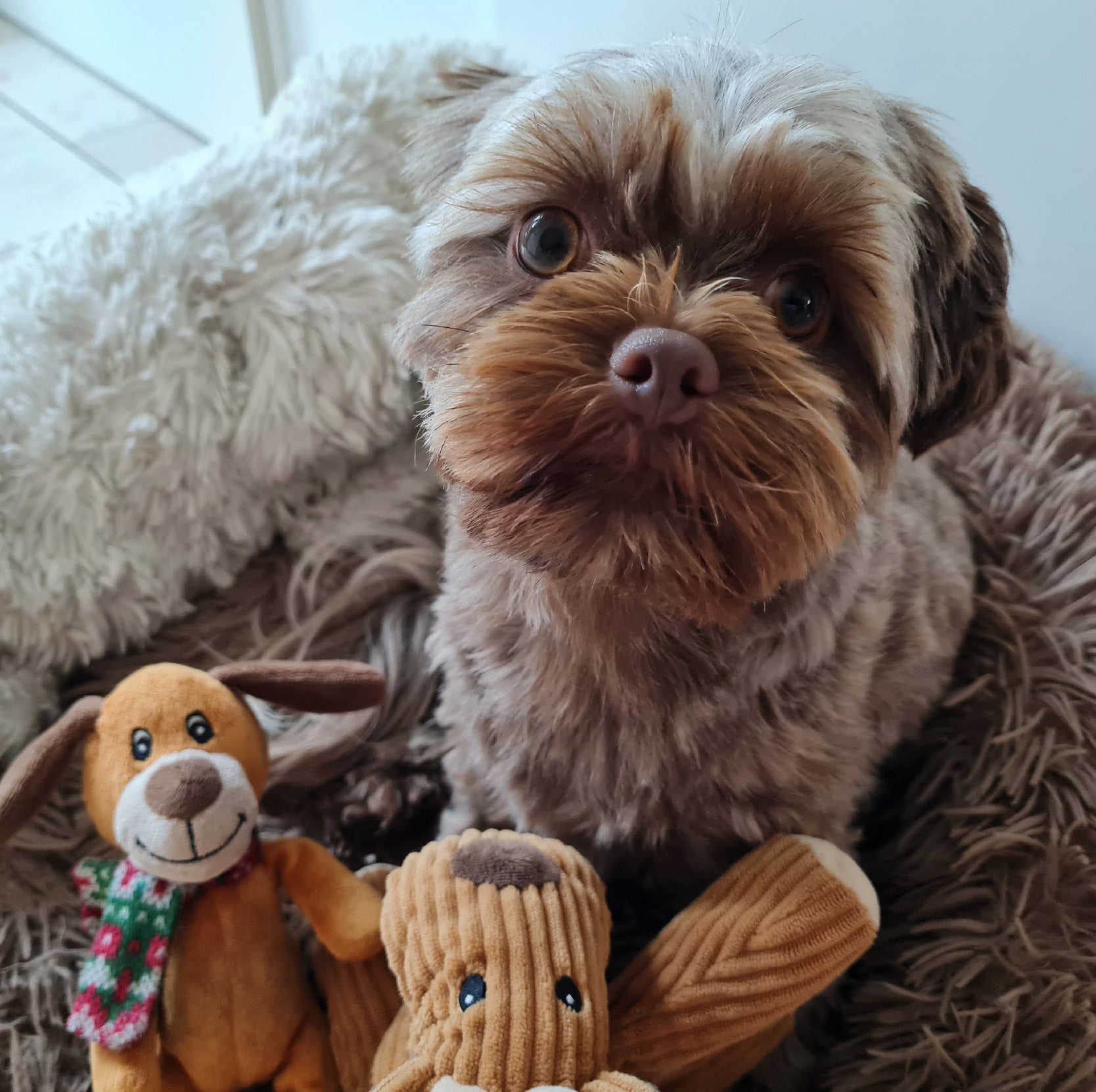 Happy Dog Moments Hundetagebuch als gemeinsames Tagebuch – kleiner Hund mit seinen Kuscheltieren im Körbchen, wartend auf den nächsten gemeinsamen Moment