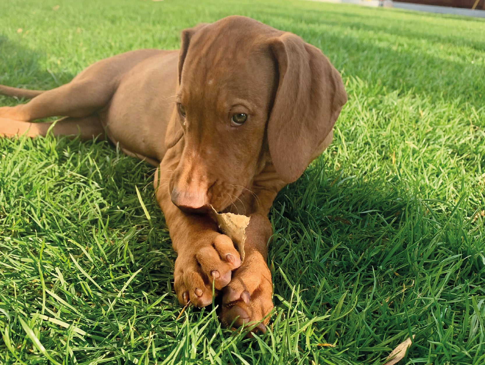 Happy Dog Moments Welpen-Tagebuch zum Einzug des Welpen – Vizsla-Welpe knabbert im Gras an einem Kausnack