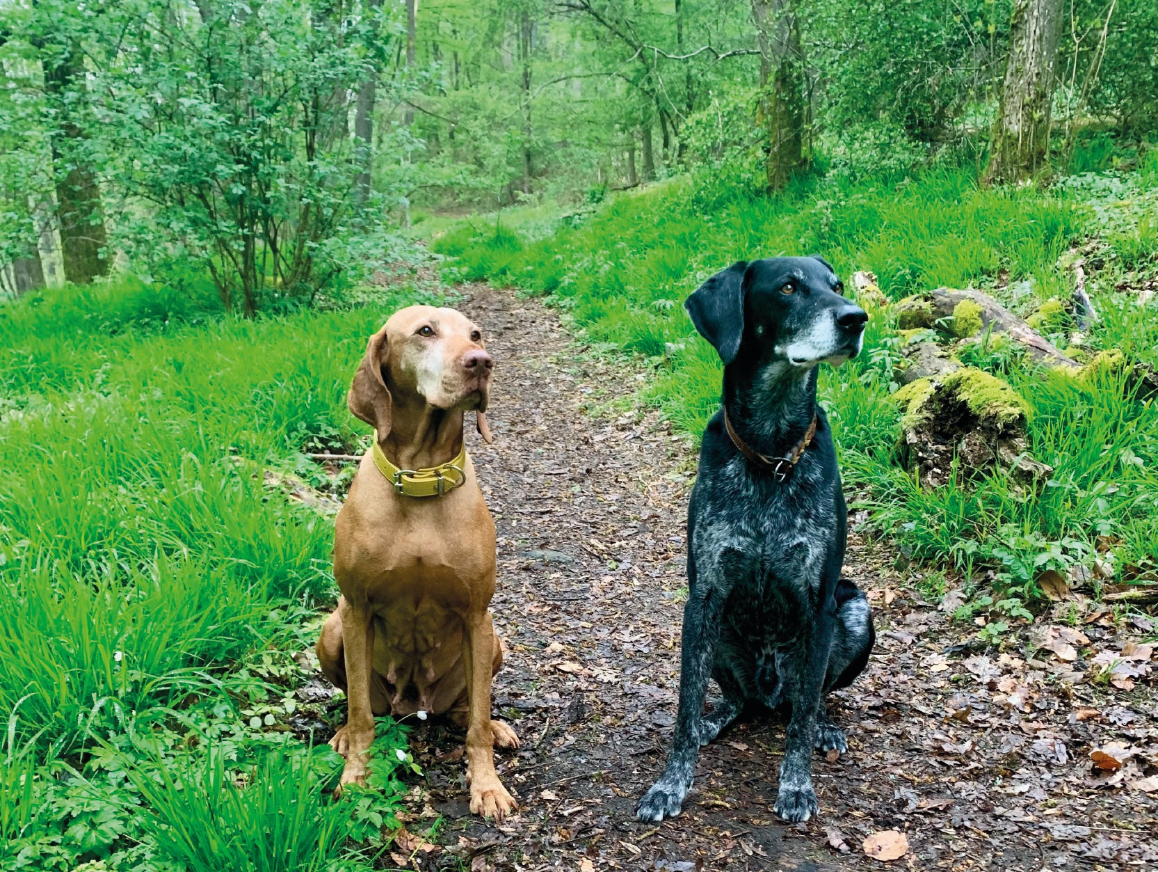 Happy Dog Moments Hundetagebuch als Erinnerung fürs Leben – zwei Hunde sitzen auf einem Waldweg beim Spaziergang
