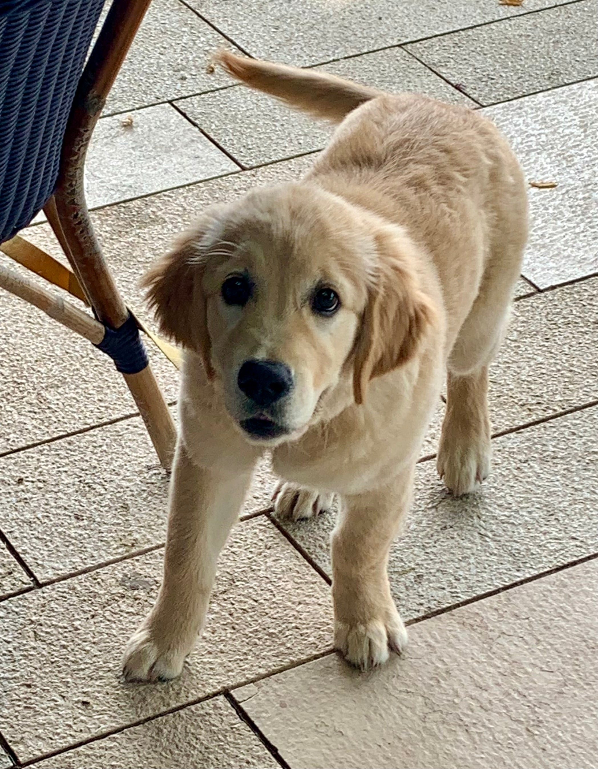 Happy Dog Moments Hundetagebuch – Golden-Retriever-Welpe schaut neugierig in die Kamera, bereit für die ersten Einträge im Welpentagebuch